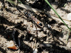 Ammophila sabulosa
