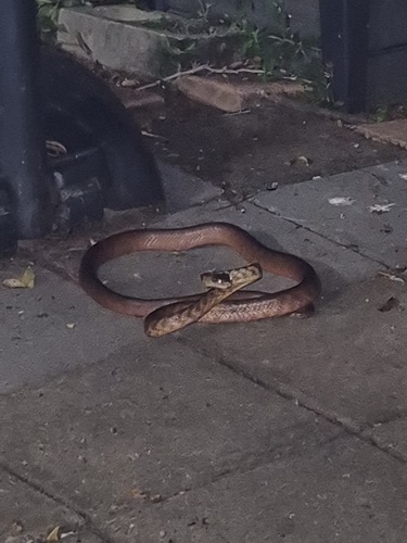 Brown Tree Snake sighting