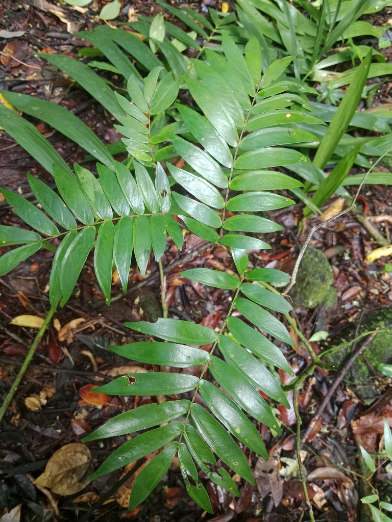 Cynometra plurijuga