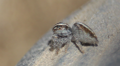 Trydarssus nobilitatus