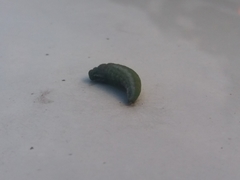 Lepidoptera