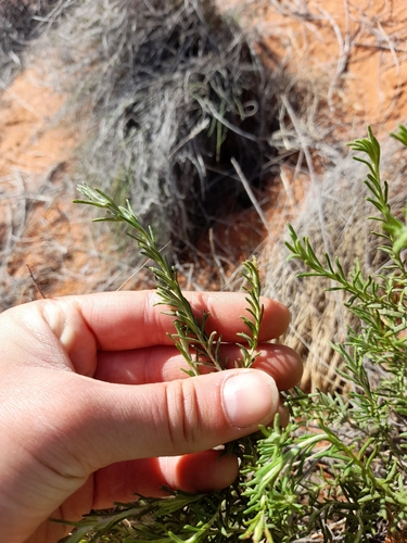 Olearia subspicata, 2025-09-23