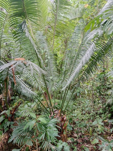 Cycas rumphii observed 2025-09-20