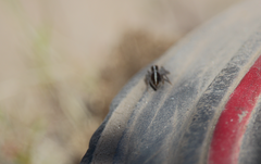 Trydarssus nobilitatus