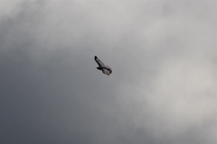 Buteogallus