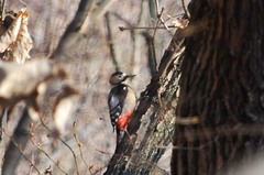 Dendrocopos major