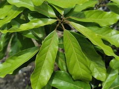 Angiospermae