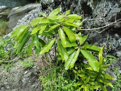 Angiospermae