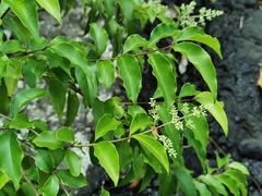 Angiospermae