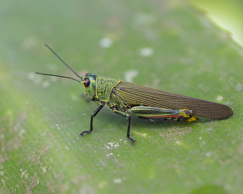 Coscineuta virens
