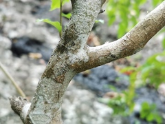 Angiospermae