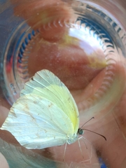 Abaeis mexicana