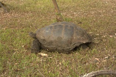 Chelonoidis niger porteri
