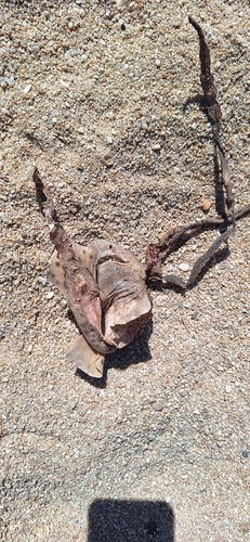 Scyliorhinus canicula