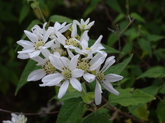 Podachaenium eminens