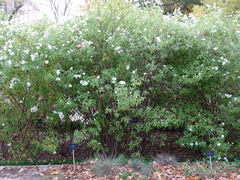 Podachaenium eminens