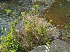 Cyperus prolifer