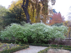 Podachaenium eminens