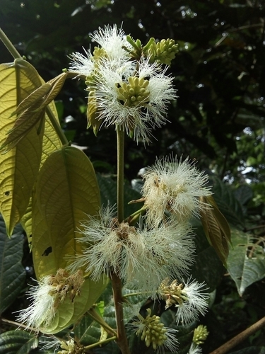 Inga ruiziana (Inga ruiziana)