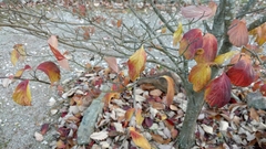 Cornus florida rubra