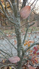 Cornus florida rubra