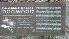 Cornus florida rubra