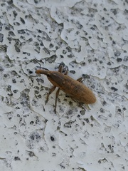 Lixus punctiventris