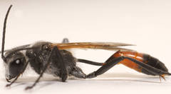 Podalonia tydei suspiciosa