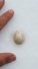 Callipepla californica