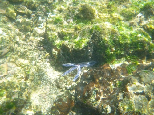 Phataria unifascialis