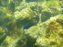 Microspathodon dorsalis