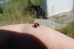 Coccinella septempunctata