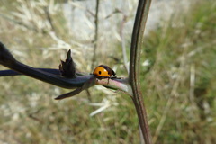 Coccinella septempunctata