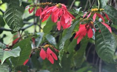 Warszewiczia coccinea