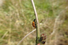 Coccinella septempunctata