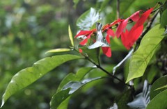 Warszewiczia coccinea