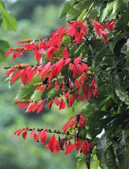 Warszewiczia coccinea