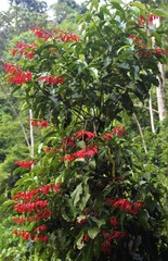 Warszewiczia coccinea