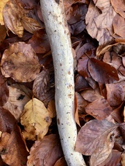 Phanerochaete sordida