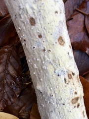 Phanerochaete sordida