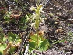 Satyrium papillosum (Satyrium papillosum)