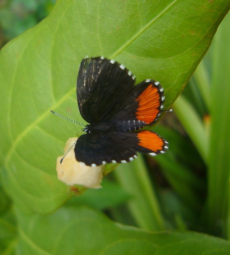 Red Pierrot photo 3