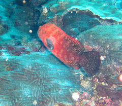 Cephalopholis sonnerati