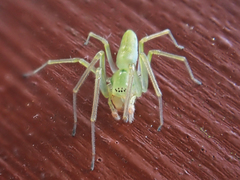 Viridictyna kikkawai