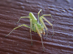 Viridictyna kikkawai