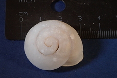 Polydontes
