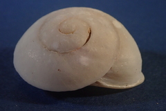 Polydontes