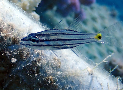Fiveband cardinalfish (Cheilodipterus quinquelineatus) — Apogonidae — 3