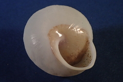 Polydontes