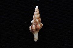 Fasciolariidae